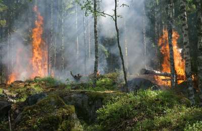 Лесные пожары весной могут охватить девять регионов России 
