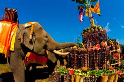 13 марта - Национальный день тайского слона