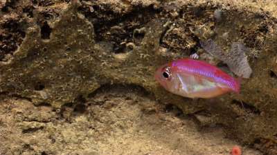 Найдена первая глубоководная рыба, вынашивающая икру во рту