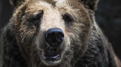 Экологи предупредили об опасности встретить медведя в Подмосковье
