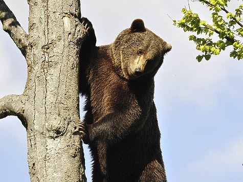 На Сахалине начался приём заявок на добычу бурого медведя