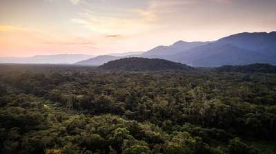 "Непосредственная угроза": как уничтожение тропических лесов влияет на климат