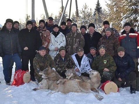 В Вологодской области добыли 188 волков за два месяца