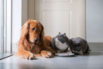 Ветеринар: Коронавирус не может передаться человеку от кошки или собаки