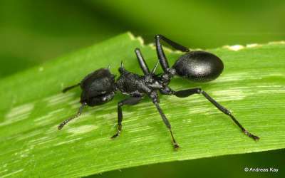 Древесные муравьи показали пример обратной эволюции