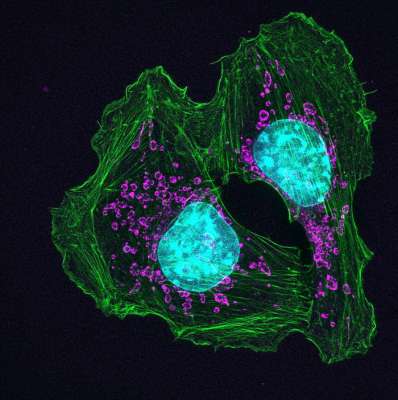 Витамин В12 помогает раковым клеткам умирать
