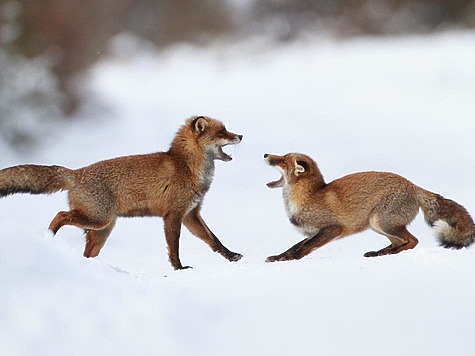 В Рязанской области объявили охоту на волков и лисиц без ограничений