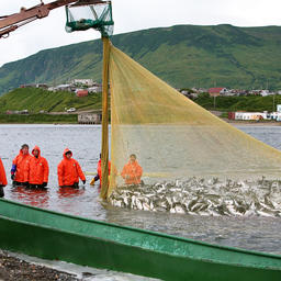 Камчатка намерена решить кадровые проблемы рыбной отрасли