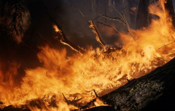 В природных экосистемах Украины с начала года зафиксировали более 6 тыс. пожаров